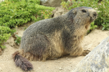 marmotte dans les alpes en france
