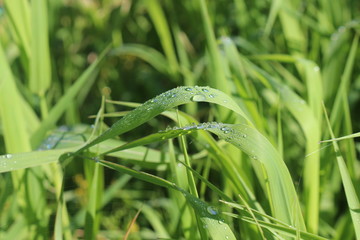 Grass in drops of dew