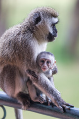 Wild Vervet Monkey Mother and Baby with Baby Looking at Camera