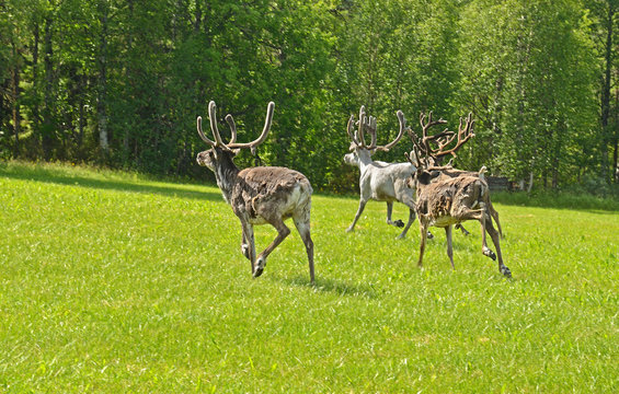 Fototapeta Running reindeer. Summer Landscape in Finnish Lapland