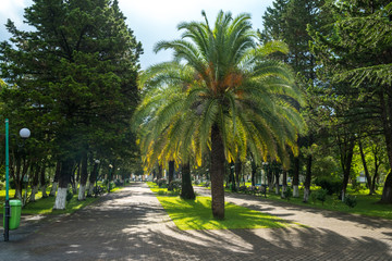 Obraz premium Walkway in a beautiful Park with Palms, Poti, Georgia