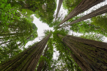 Bottom up view of giant redwood sequoia trees in California, USA
