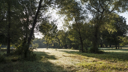 Morning in the country, meadow with trees at sunrise