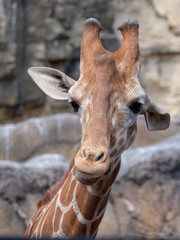 Giraffe (Giraffa)