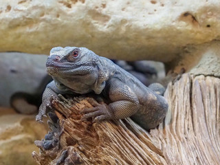 Common Chuckwalla (Sauromalus ater)