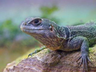 Desert Iguana (Dipsosaurus dorsalis)