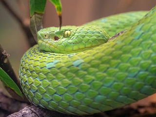Rowley's Palm Pit Viper (Bothriechis rowleyi)