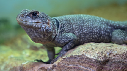 Desert Iguana (Dipsosaurus dorsalis)