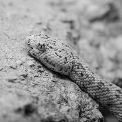 Mottled Rock Rattlesnake (Crotalus lepidus)