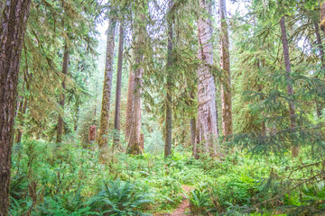 Fototapeta premium Beauty of Washington