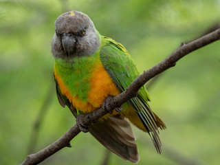 Senegal Parrot (Poicevalus senegalus)