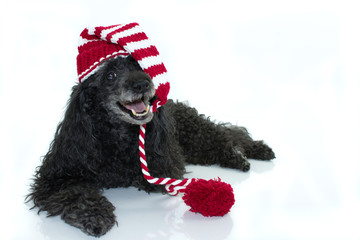 HAPPY ELDERLY BLACK POODLE LYING DOWN AND WEARING A CHRISTMAS RED SANTA HAT. ISOLATES AGAINST WHITE BACKGROUND. COPY SPACE.