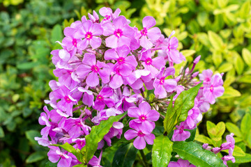 Hydrangea macrophylla on a green background. close-up