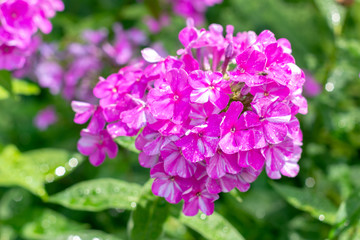 Fototapeta premium Hydrangea macrophylla on a green background. close-up