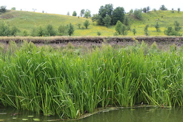 Obraz premium The shore of the plain river