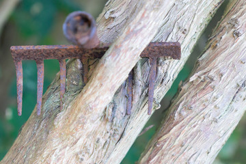 Nahaufnahme - eingewachsener, verrrosteter, Eisen Rechen in einem alten Baum