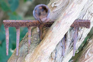 Nahaufnahme - eingewachsener, verrrosteter, Eisen Rechen in einem alten Baum