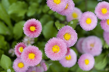 Stokrotki © Elżbieta