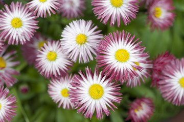 Stokrotki 2 © Elżbieta