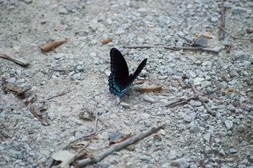 A red spotted purple admiral butterfly sitting on gravel with its wings raised up.