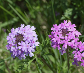 Clusters of purple and pink Rose Vervain flowers.