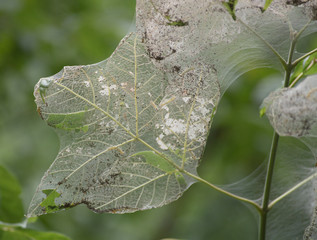 Barren leaf veins and webbing left behind after the fall webworms are done.
