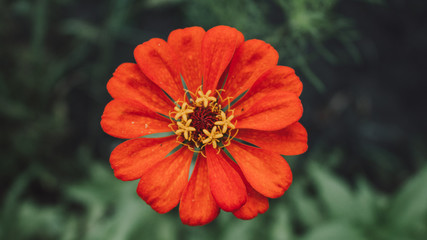 Red Flower 1