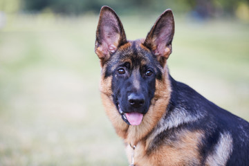 Female purebred German Shepherd puppy outdoors. Dog portrait.