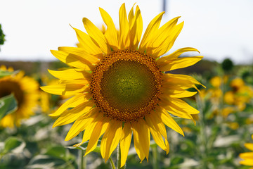 Fototapeta premium Young sunflower in the field on a sunny day. Small depth of field. Close up
