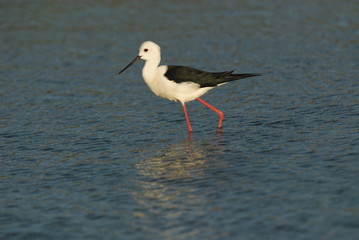Stelzenläufer
