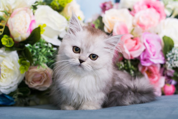 the Scottish kitten sits in flowers