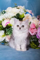 the Scottish kitten sits in flowers