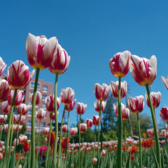 Canada 150 tulips