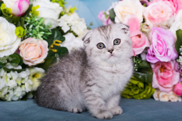 the Scottish kitten sits in flowers