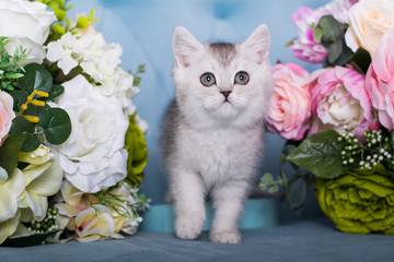 the Scottish kitten sits in flowers