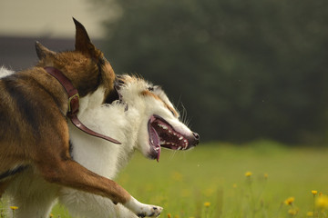 Dogs play with each other. Young Australian Shepherd Dog. Aussie. Merry fuss puppies. Aggressive...