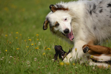 Dogs play with each other. Young Australian Shepherd Dog. Aussie. Merry fuss puppies. Aggressive dog. Training of dogs.  Puppies education, cynology, intensive training of young dogs.