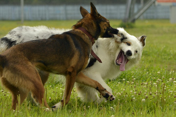 Dogs play with each other. Young Australian Shepherd Dog. Aussie. Merry fuss puppies. Aggressive dog. Training of dogs.  Puppies education, cynology, intensive training of young dogs.