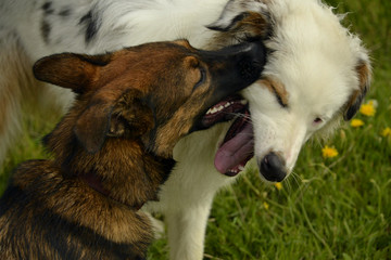 Dogs play with each other. Young Australian Shepherd Dog. Aussie. Merry fuss puppies. Aggressive...