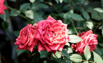 Focused Red Roses and Rain Drops on It