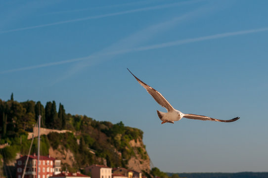 M&ouml;we im Anflug