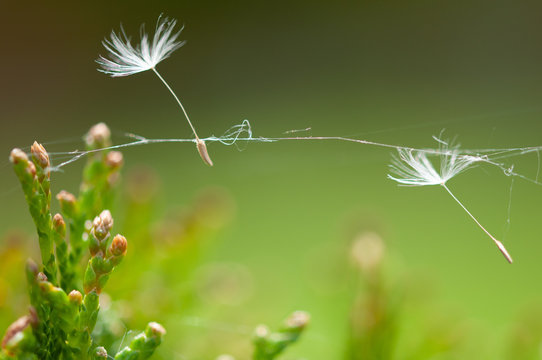 Einsam im Wind
