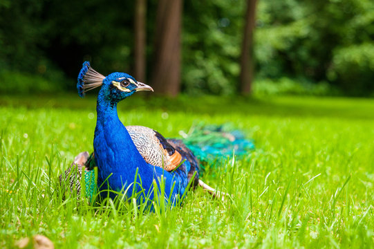 Pfau - Blick nach rechts