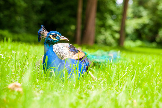 Pfau - Blick nach rechts