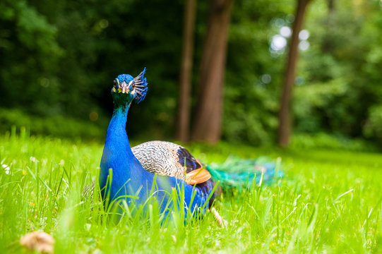 Pfau - direkter Blick