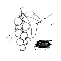 Black or red currant vector drawing. Isolated berry branch sketc
