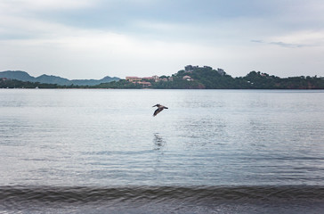 Obraz premium Large wild pelican hunts fish off the West coast of Costa Rica