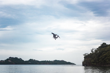 Fototapeta na wymiar Large wild pelican hunts fish off the West coast of Costa Rica