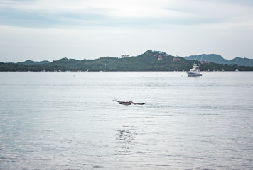 Obraz premium Large wild pelican hunts fish off the West coast of Costa Rica