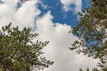 Branches of pines with fresh blue sky and white clouds beautiful nature background